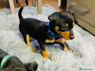 Pinscher Miniatura perros Pinscher mini socializados !!! - Anuncio 23
