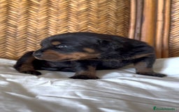 Rottweiler perros en venta: Rottweiler - Imagen 4