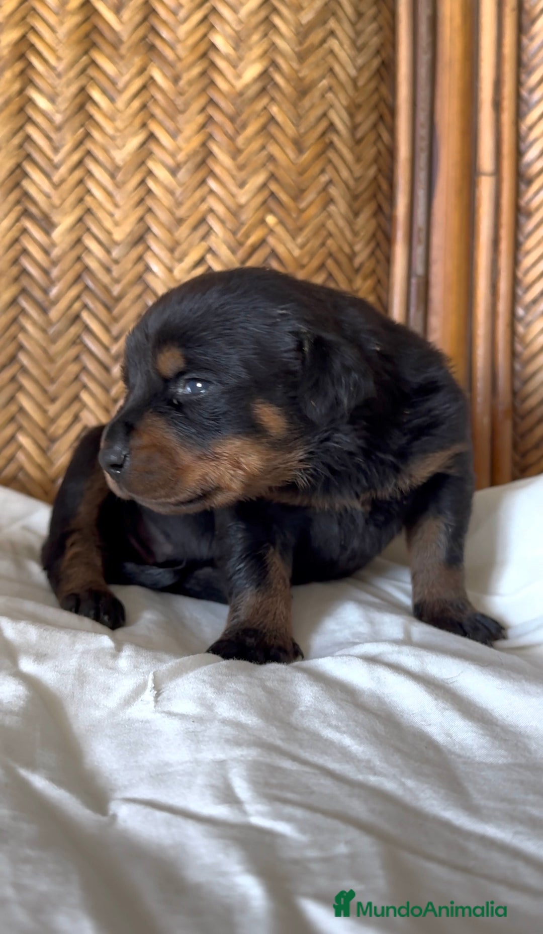 Rottweiler perros en venta: Rottweiler - Imagen 4