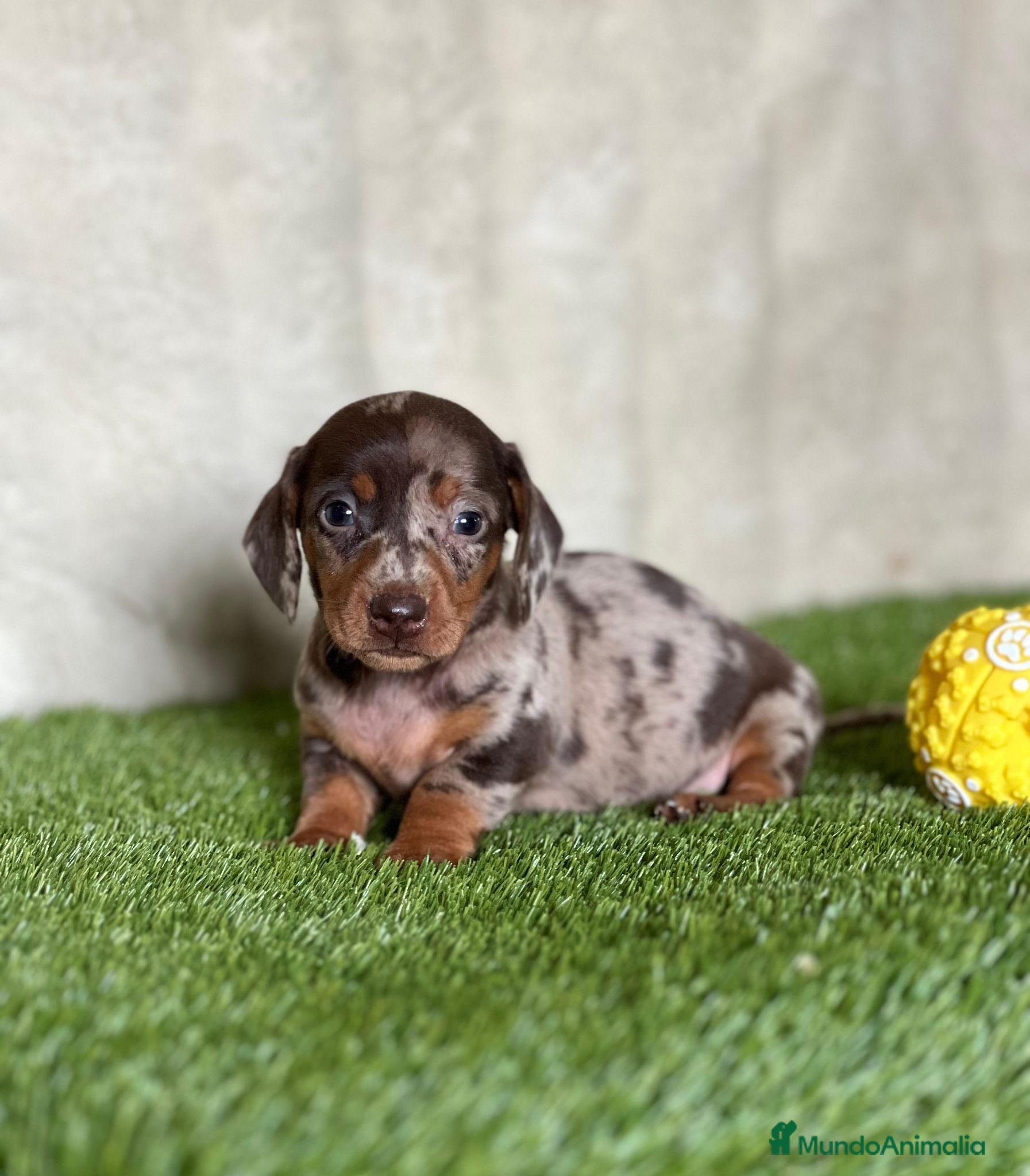 Teckel Miniatura perros Teckel miniatura  - Anuncio 1