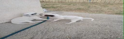 Setter Inglés perros en venta: Setter ingles  - Anuncio 3