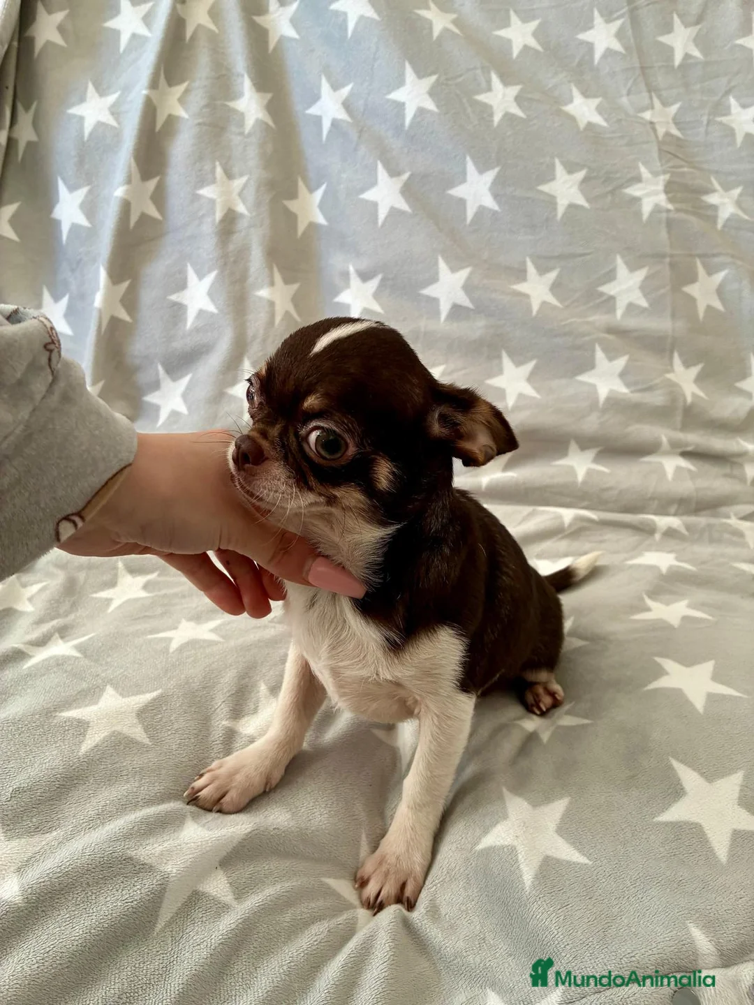 Chihuahua perros en venta: Chihuahua - Anuncio 8