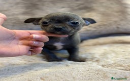 Chihuahua perros en venta: Chihuahua Blue sólido Toy  - Anuncio 3