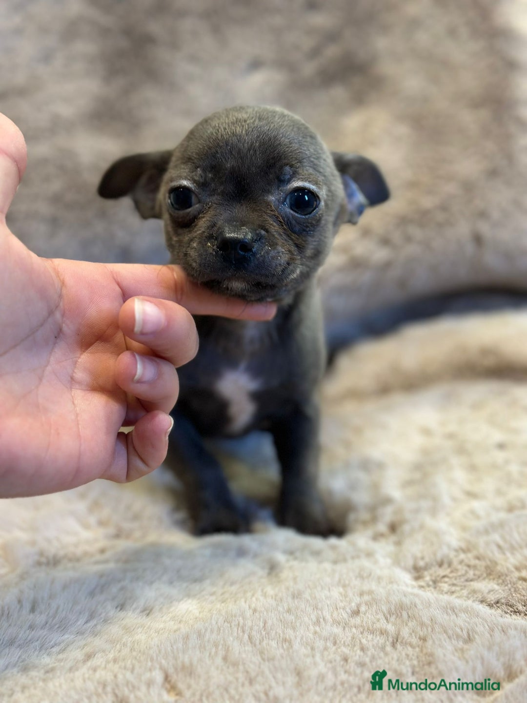 Chihuahua perros en venta: Chihuahua Blue sólido Toy  - Anuncio 3