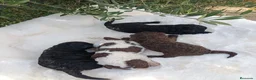 Perro de Agua Español perros en venta: Perro de agua  - Anuncio 7