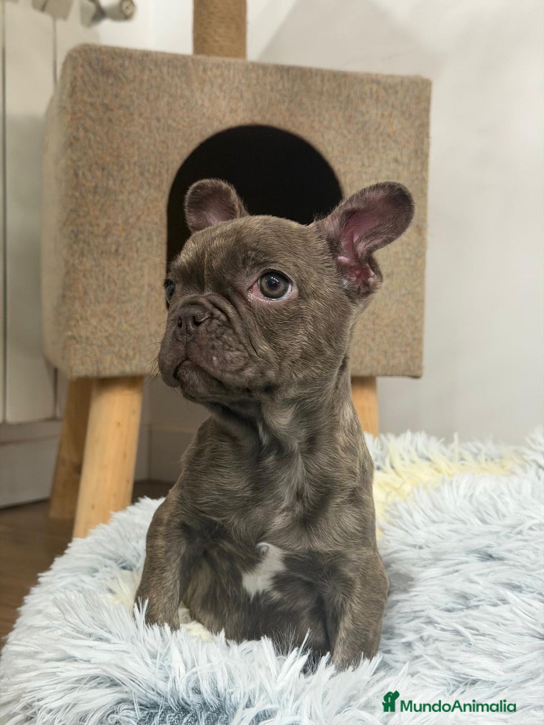 Bulldog Francés perros en venta: Bulldog Francés hembra guapísima  - Anuncio 6