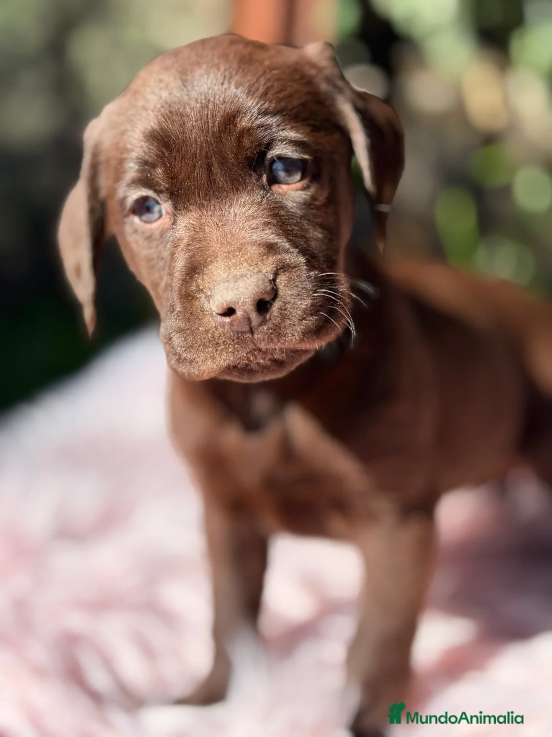 Labrador Retriever perros en venta: Labradora chocolate  - Anuncio 4