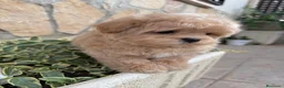Maltipoo perros en venta: Maltipoo línea asiática disponible!!! - Anuncio 3