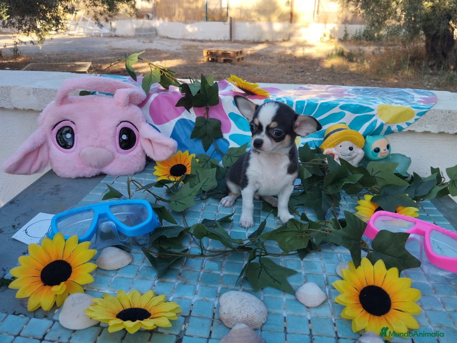 Chihuahua perros CHIHUAHUAS TOYS  - Anuncio 1