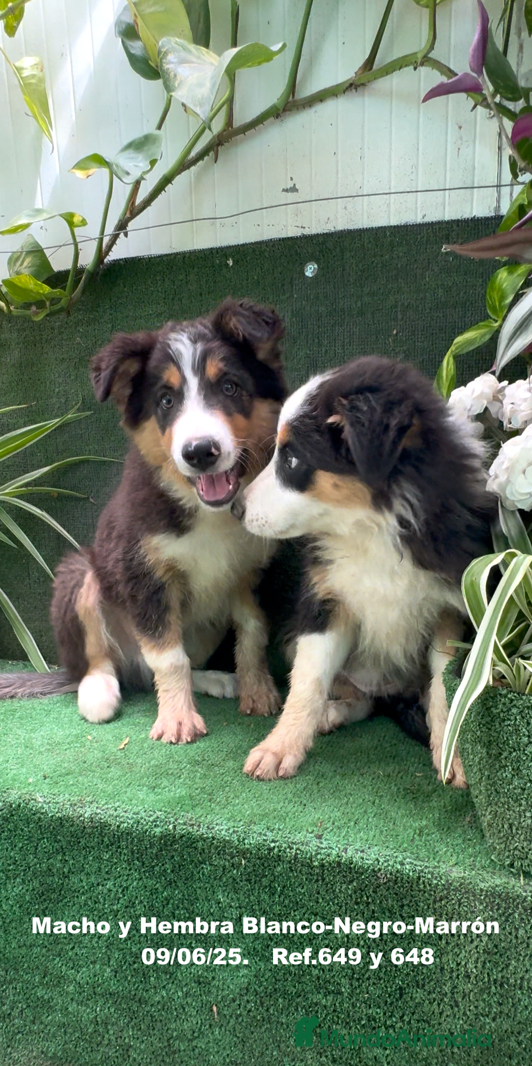 Border Collie perros en venta: BORDER COLLIE TRICOLOR - Imagen 9