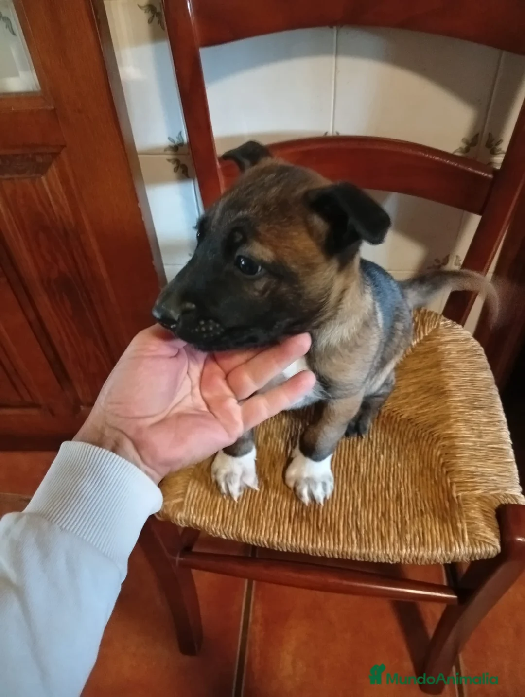 Pastor Belga Malinois perros en venta: CACHORRO MACHO MALINOIS en Alicante - Anuncio 2