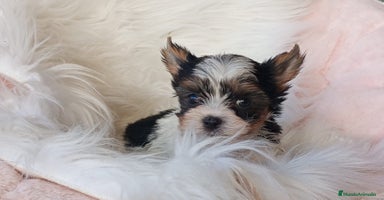 Biewer Yorkshire Terrier a la Pom Pon perros - Propaganda 3