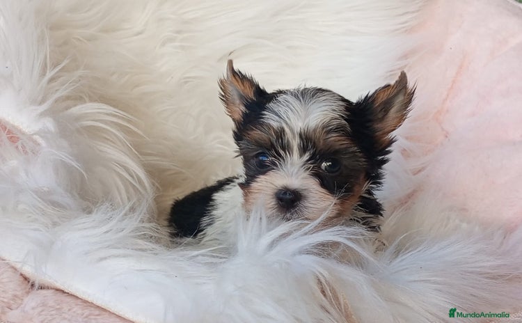 Biewer Yorkshire Terrier a la Pom Pon perros - Propaganda 1