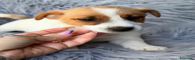 Jack Russell Terrier 2