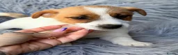 Jack Russell Terrier perros en venta: Camada Jack russell🐾 - Anuncio 5