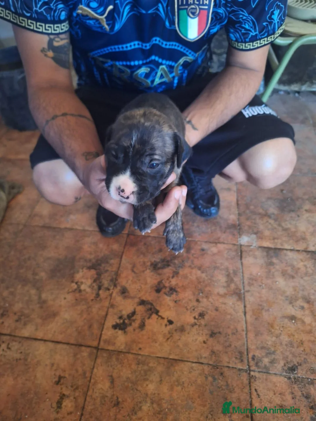 American Staffordshire-Terrier perros en venta: American Staffordshire - Anuncio 2
