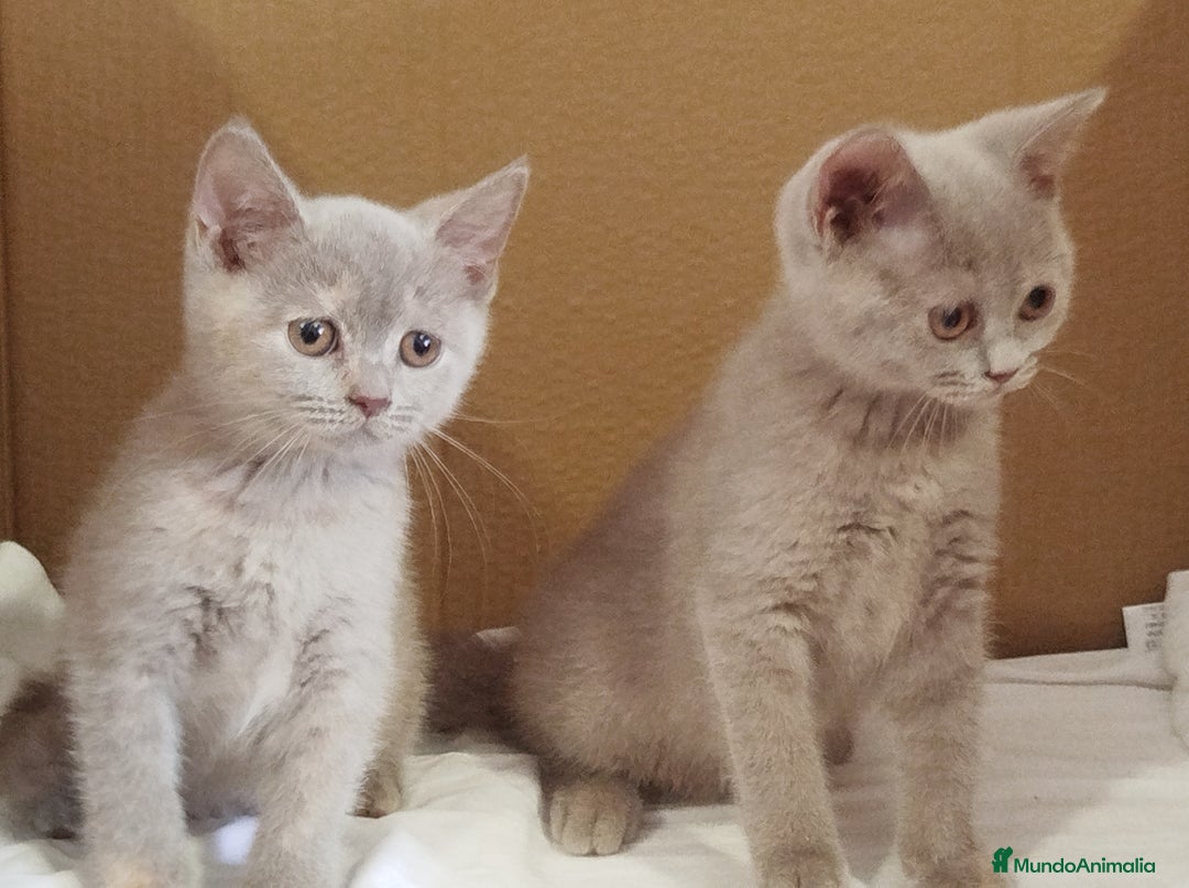 Británico de Pelo Corto gatos en venta: British Shorthair última hembra  - Imagen 9