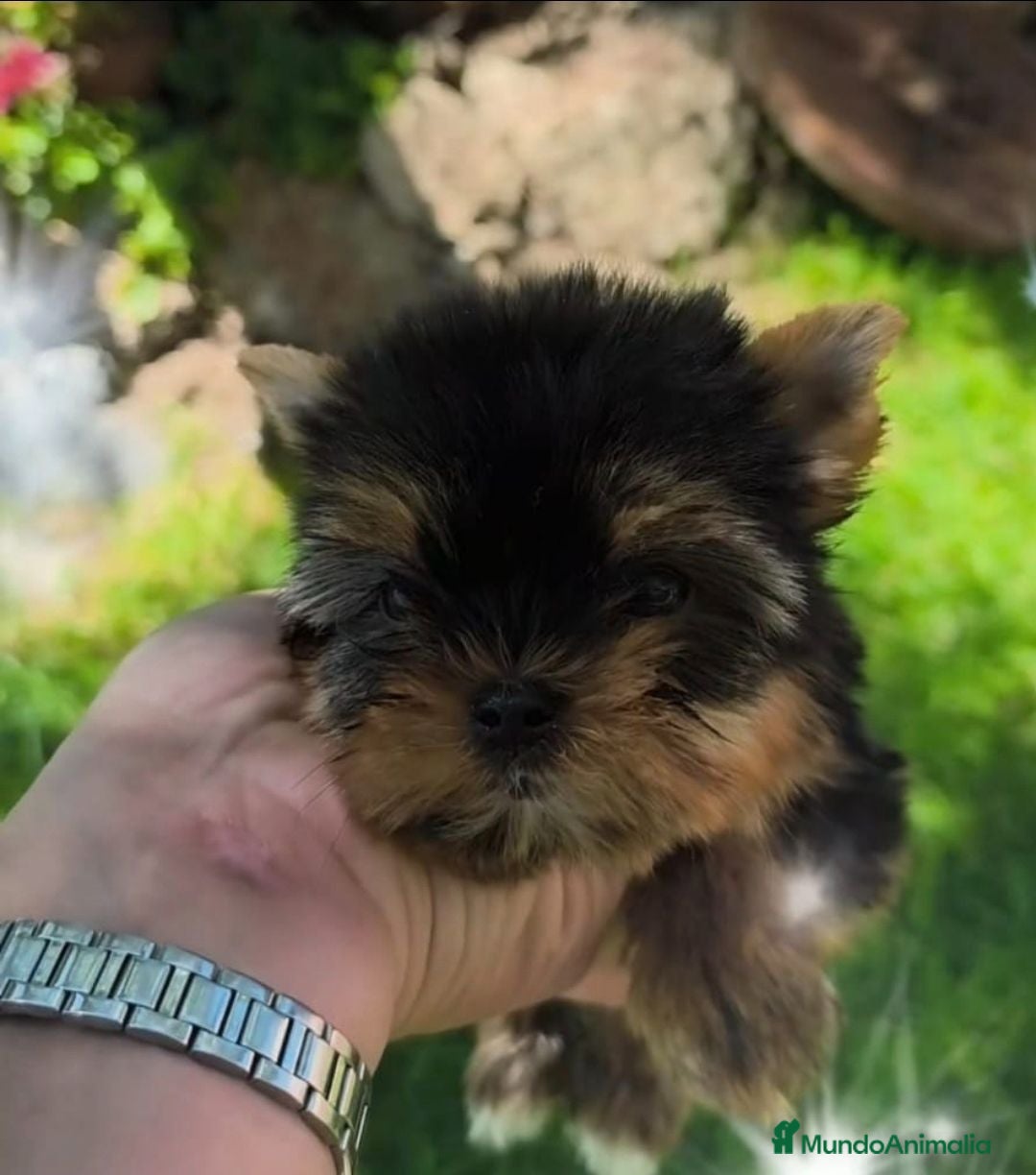 Yorkshire Terrier perros Yorsay toy - Anuncio 2