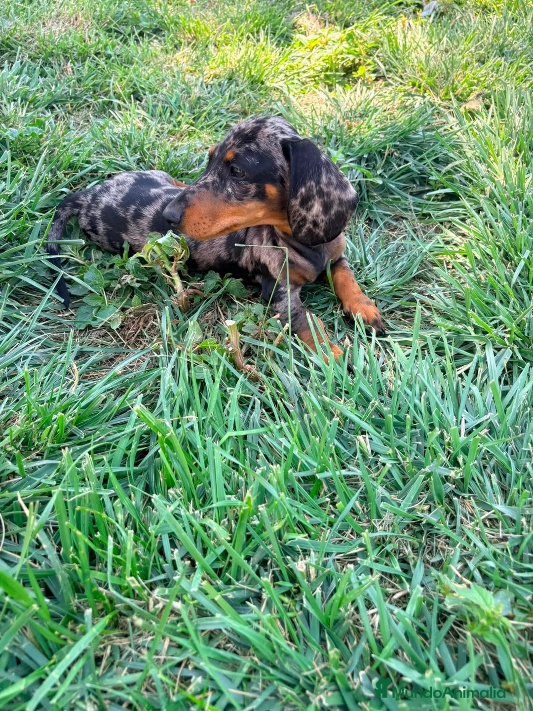 Teckel Miniatura perros en venta: Teckel miniatura  - Anuncio 2