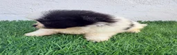 Pomerania perros en venta: Pomerania - Anuncio 11