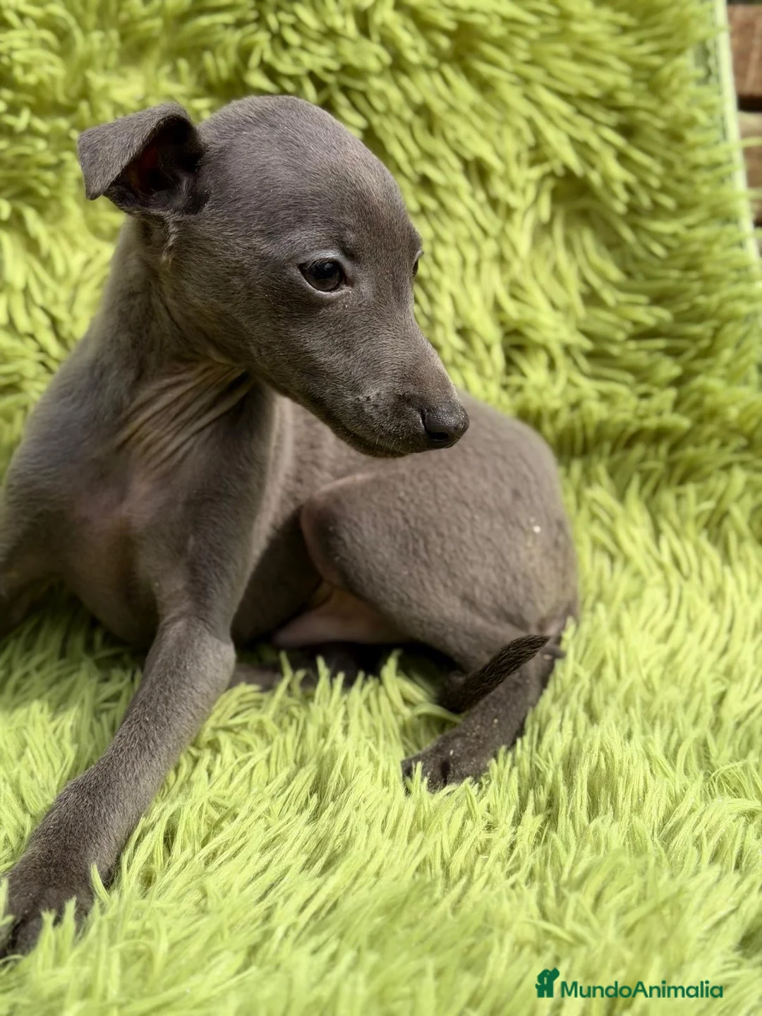 Pequeño Lebrel Italiano perros en venta: PEQUEÑO LEBREL PICOLO BLUE MACHO - Anuncio 2