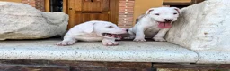 Dogo Argentino perros en venta: Dogos argentinos  en Segovia - Anuncio 11