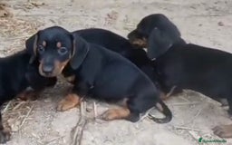 Teckel perros en venta: Teckel - Imagen 1