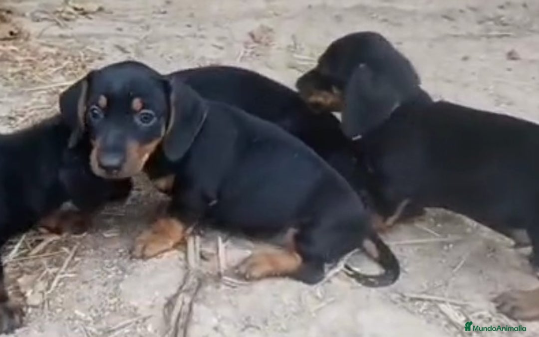 Teckel perros en venta: Teckel - Imagen 1