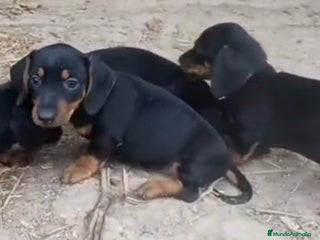 Teckel perros - Anuncio 33