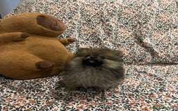 Pomerania perros en venta: Lulu pomerania mini toy - Imagen 6