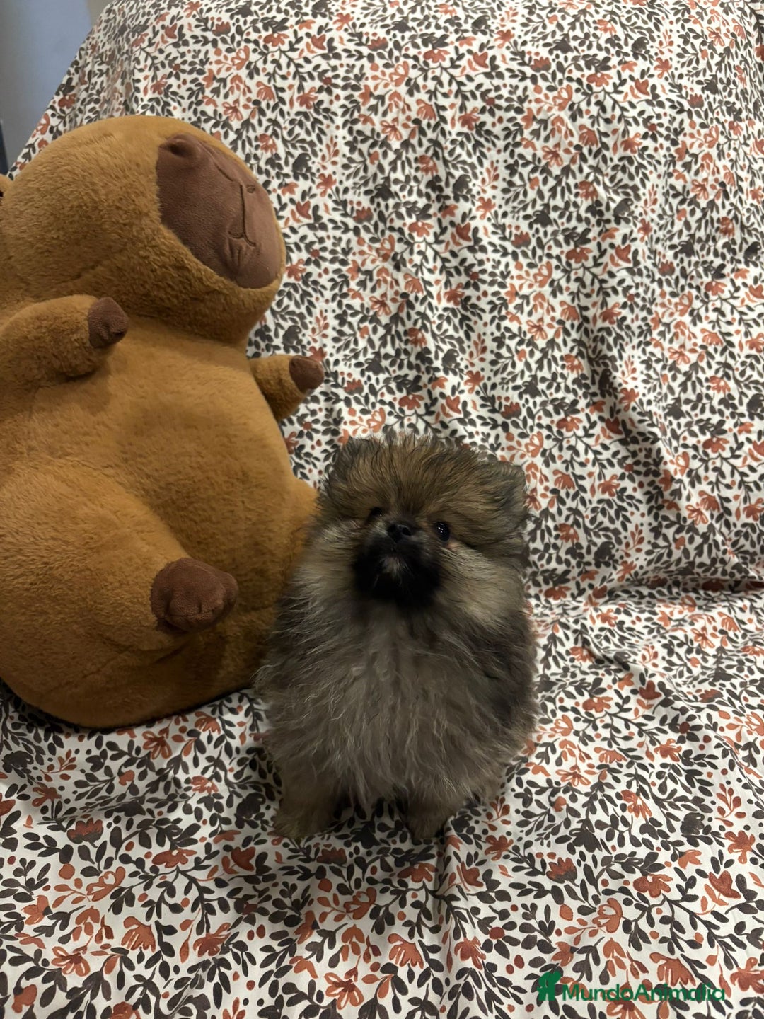 Pomerania perros en venta: Lulu pomerania mini toy - Imagen 6