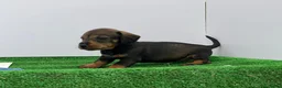 Teckel Miniatura perros en venta: Teckel  - Anuncio 3