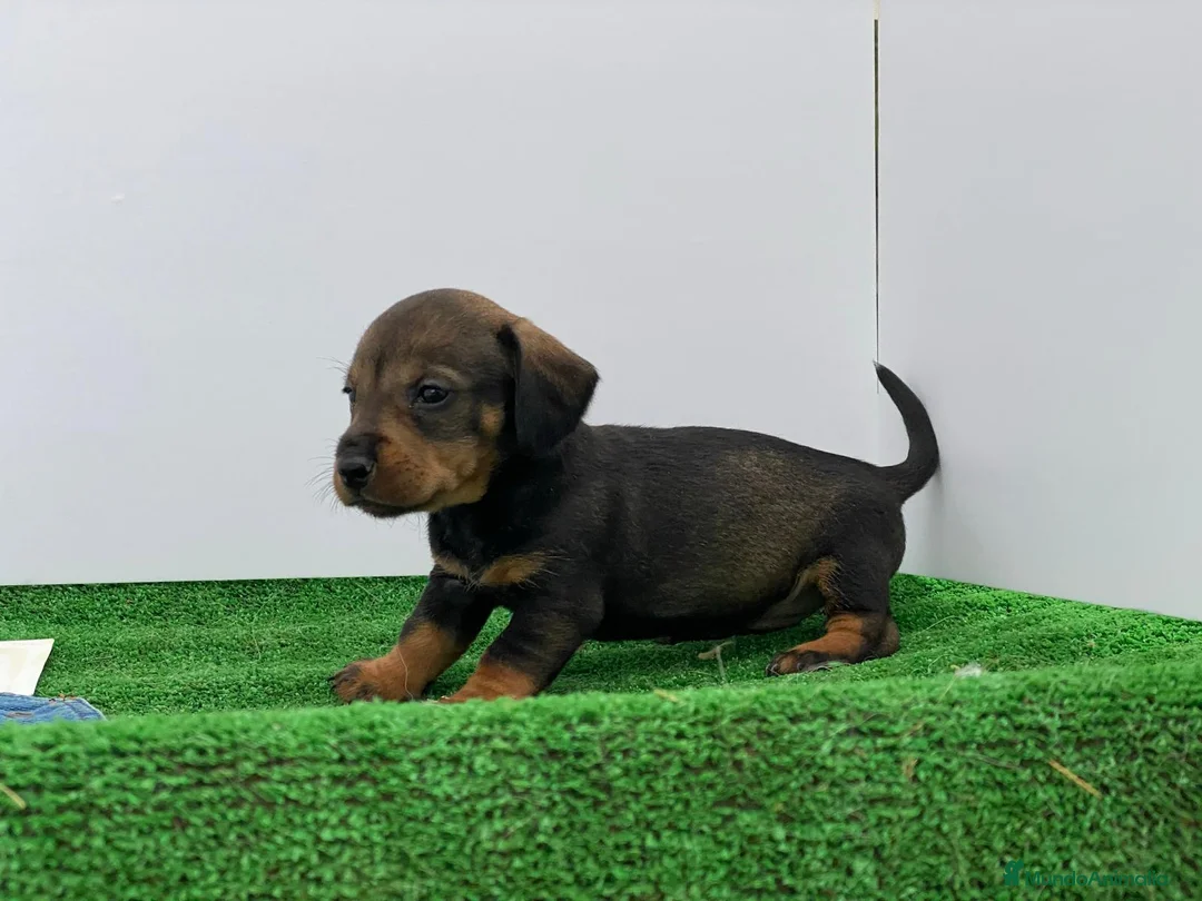 Teckel Miniatura perros en venta: Teckel  - Anuncio 3