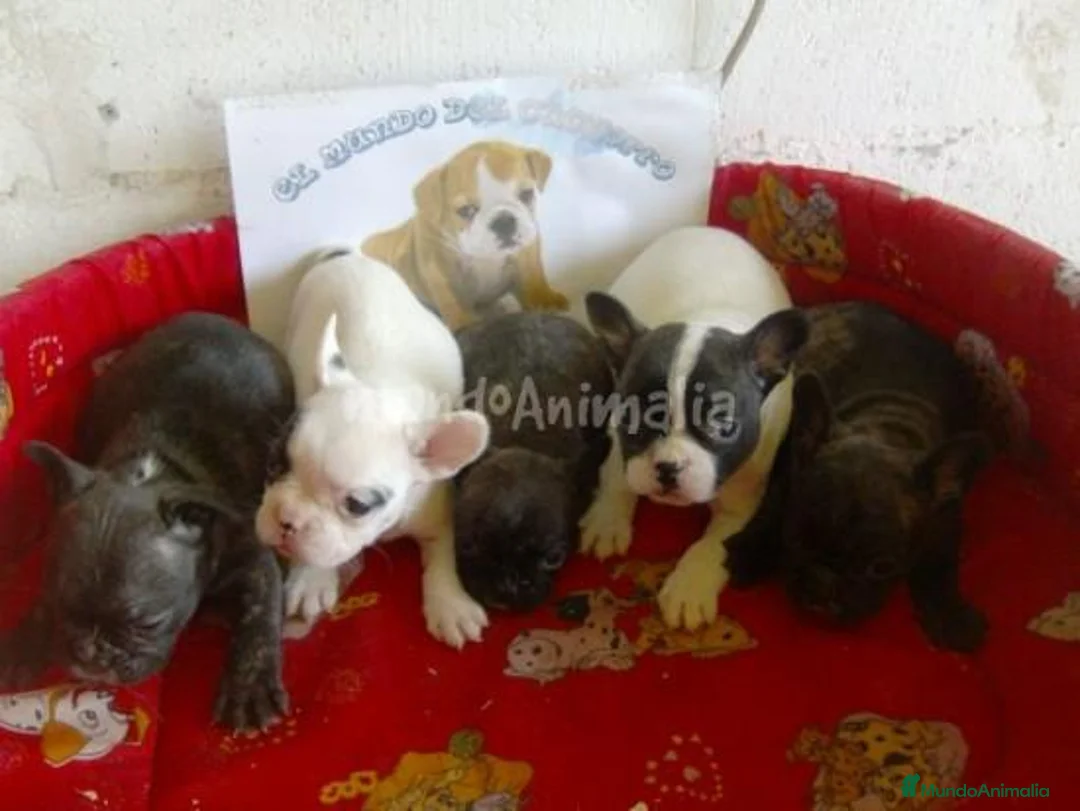 Imagen de galería {{count}}