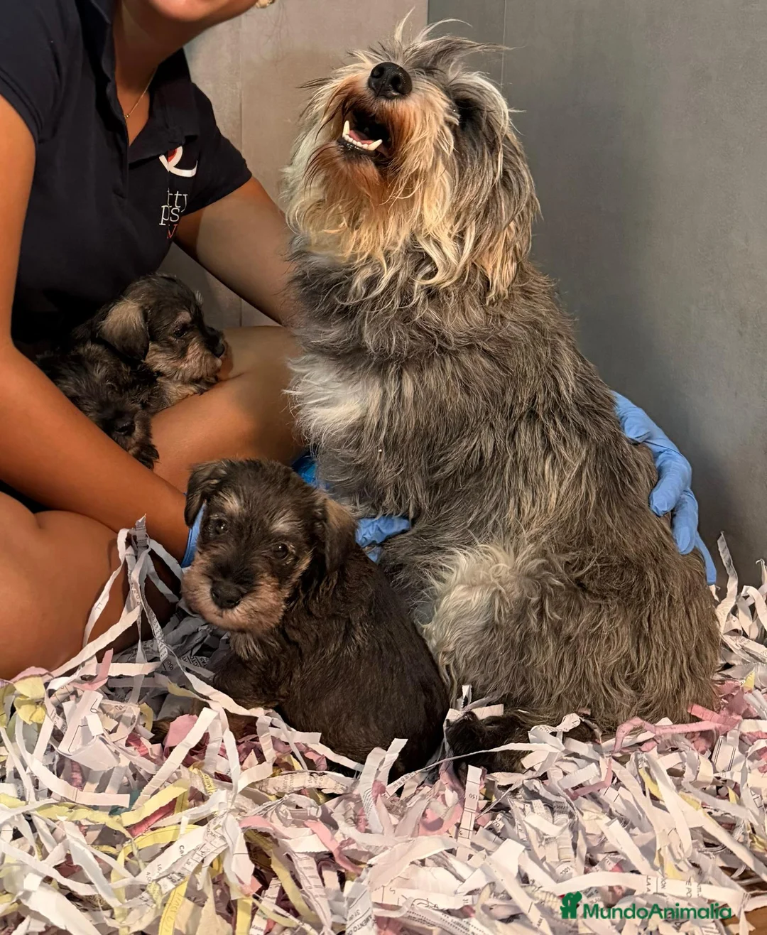 Schnauzer Miniatura perros en venta: SCHNAUZER MINI - NUEVA CAMADA ✅ - Anuncio 1