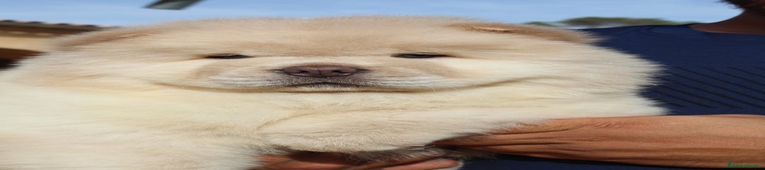 Chow Chow Cachorro 2