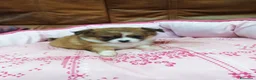 Chihuahua perros en venta: CHIHUAHUA TOY  - Anuncio 8