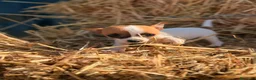 Chihuahua perros en venta: Disponible Chihuahuas de calidad  - Anuncio 7