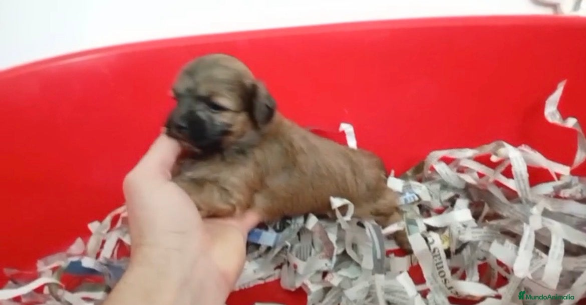 Maltipoo perros Maltipoo machos - Anuncio 3