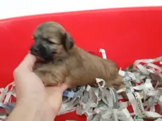 Maltipoo perros Maltipoo machos - Anuncio 3