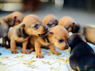 Teckel Miniatura perros - Anuncio 10