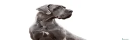 Dogo Alemán perros en venta: Próxima camada de dogo alemán negro de azul y azul en Murcia - Anuncio 5