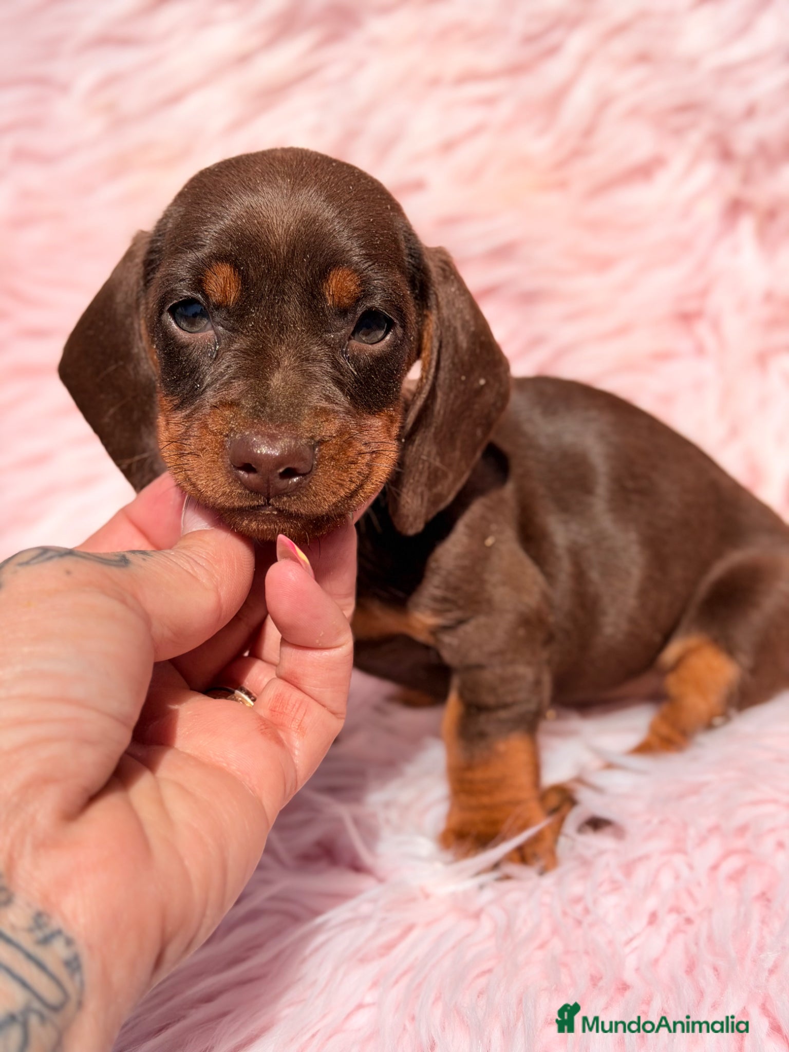 Teckel Miniatura perros Teckel mini chocolate hembra  - Anuncio 6