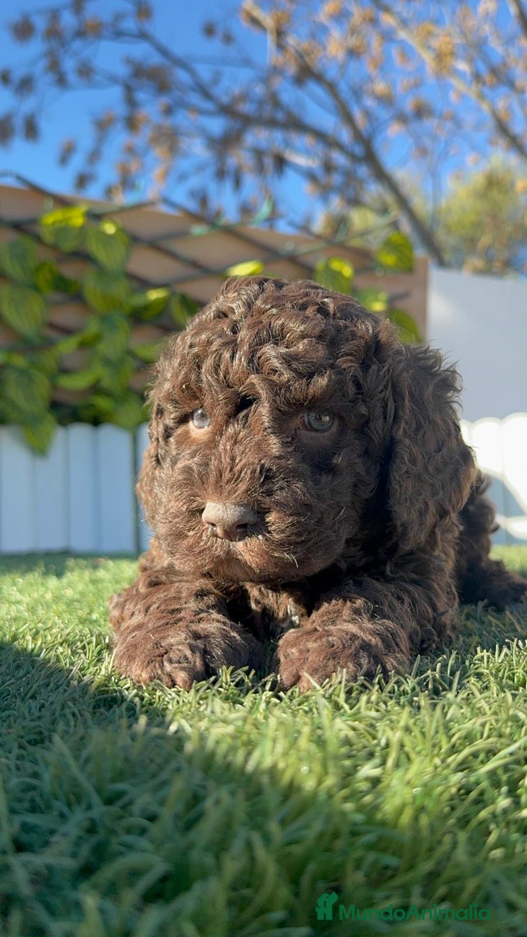 Perro de Agua Español perros en venta: PERRO DE AGUA ESPAÑOL - Anuncio 12