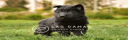 Pastor Alemán perros en venta: Pastor alemán negro de pelo largo - Anuncio 5