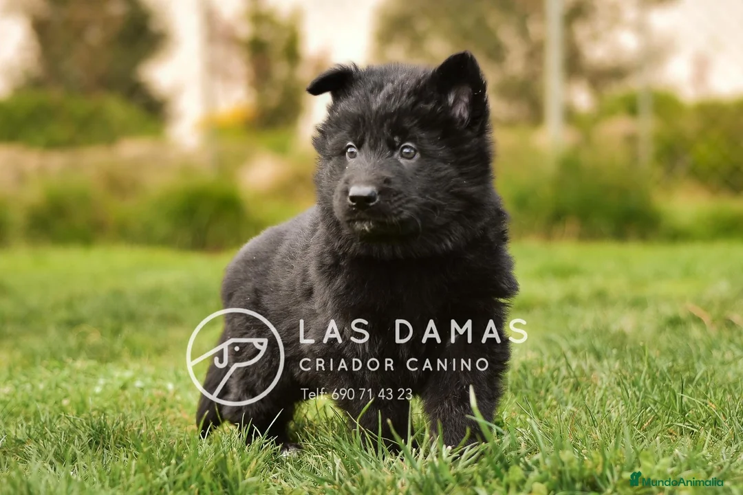 Pastor Alemán perros en venta: Pastor alemán negro de pelo largo - Anuncio 5