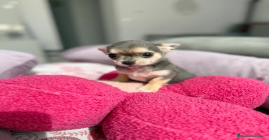 Chihuahua perros - Anuncio 13