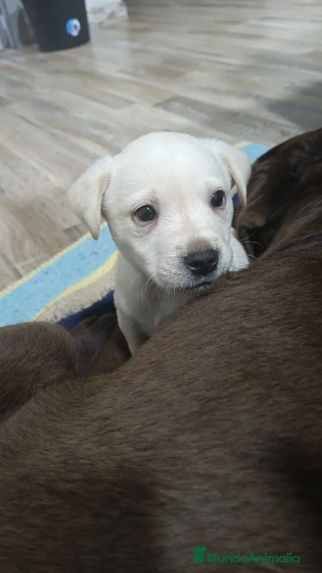 Labrador Retriever perros en venta: Macho canela labrador retriever  - Anuncio 2