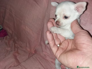 Chihuahua perros en Alicante - Anuncio 17