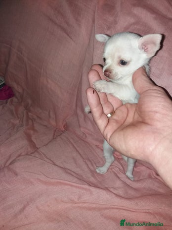 Chihuahua perros en Alicante - Anuncio 14